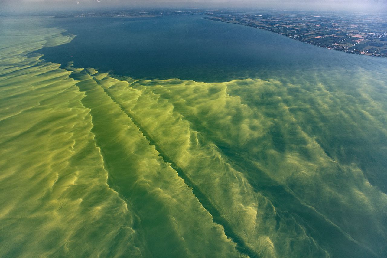 Eerie bright green waves of scum float in the waters of Lake Erie.