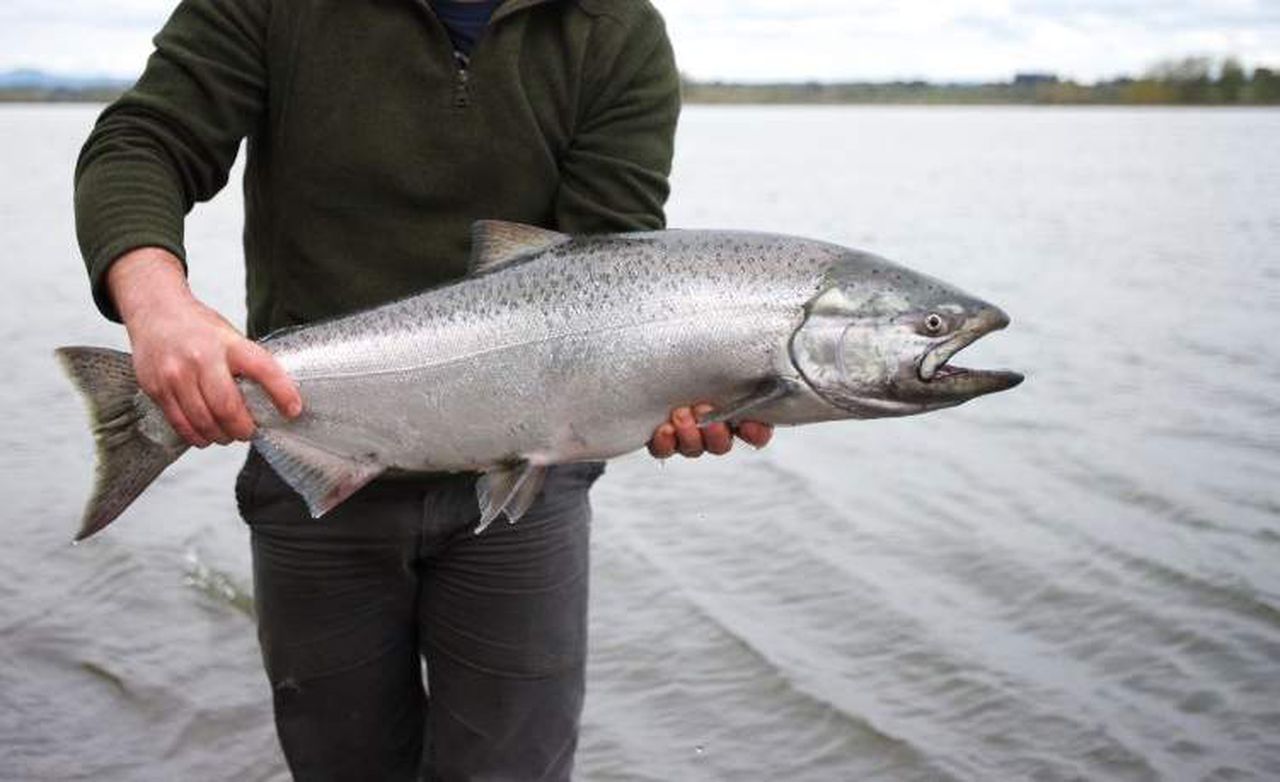 Chinook salmon